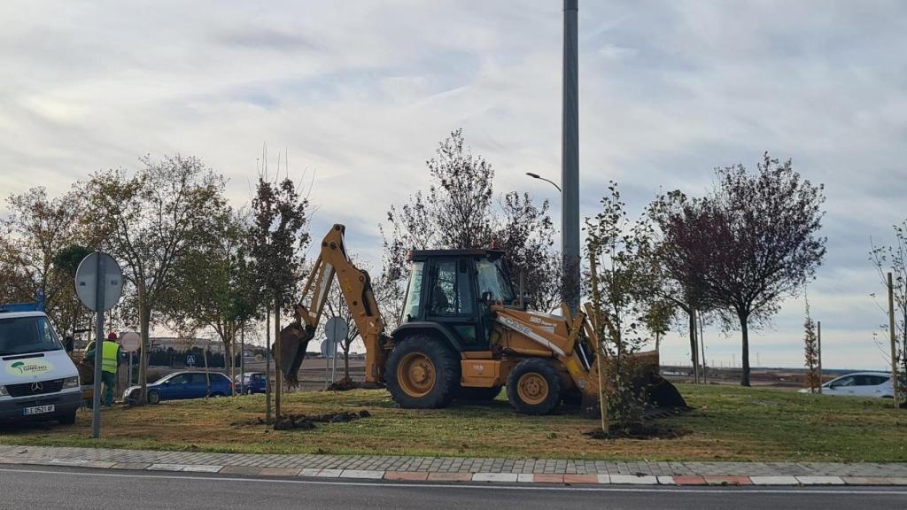 Plantacion arboles Quinto Pino