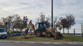 Plantacion arboles Quinto Pino