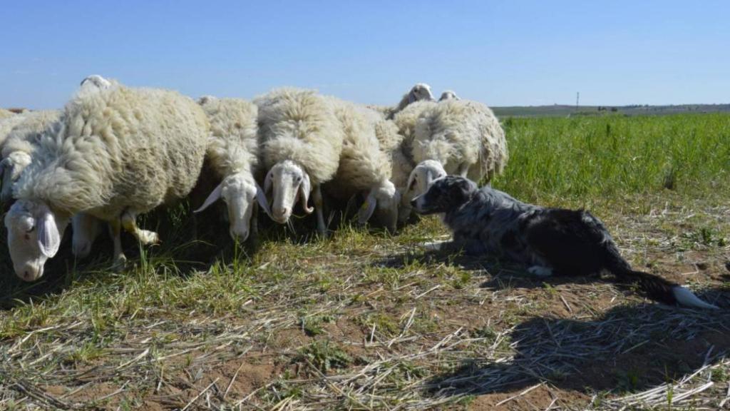 Ganadería de la Quesería Fuentevieja.