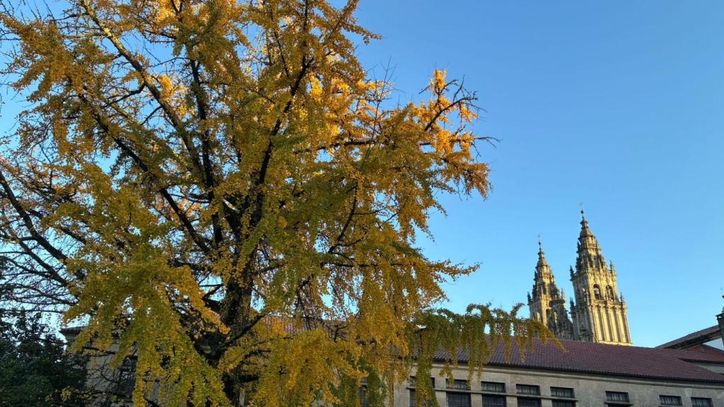 El fósil viviente de Santiago de Compostela más antiguo del país