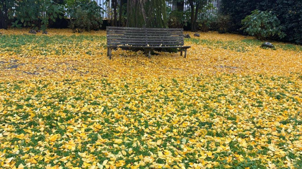 La alfombra amarilla de las hojas caídas del ginkgo biloba