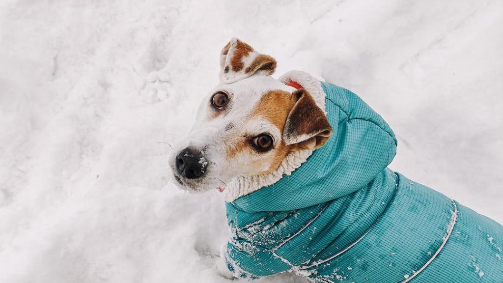 Un perrito en la nieve.