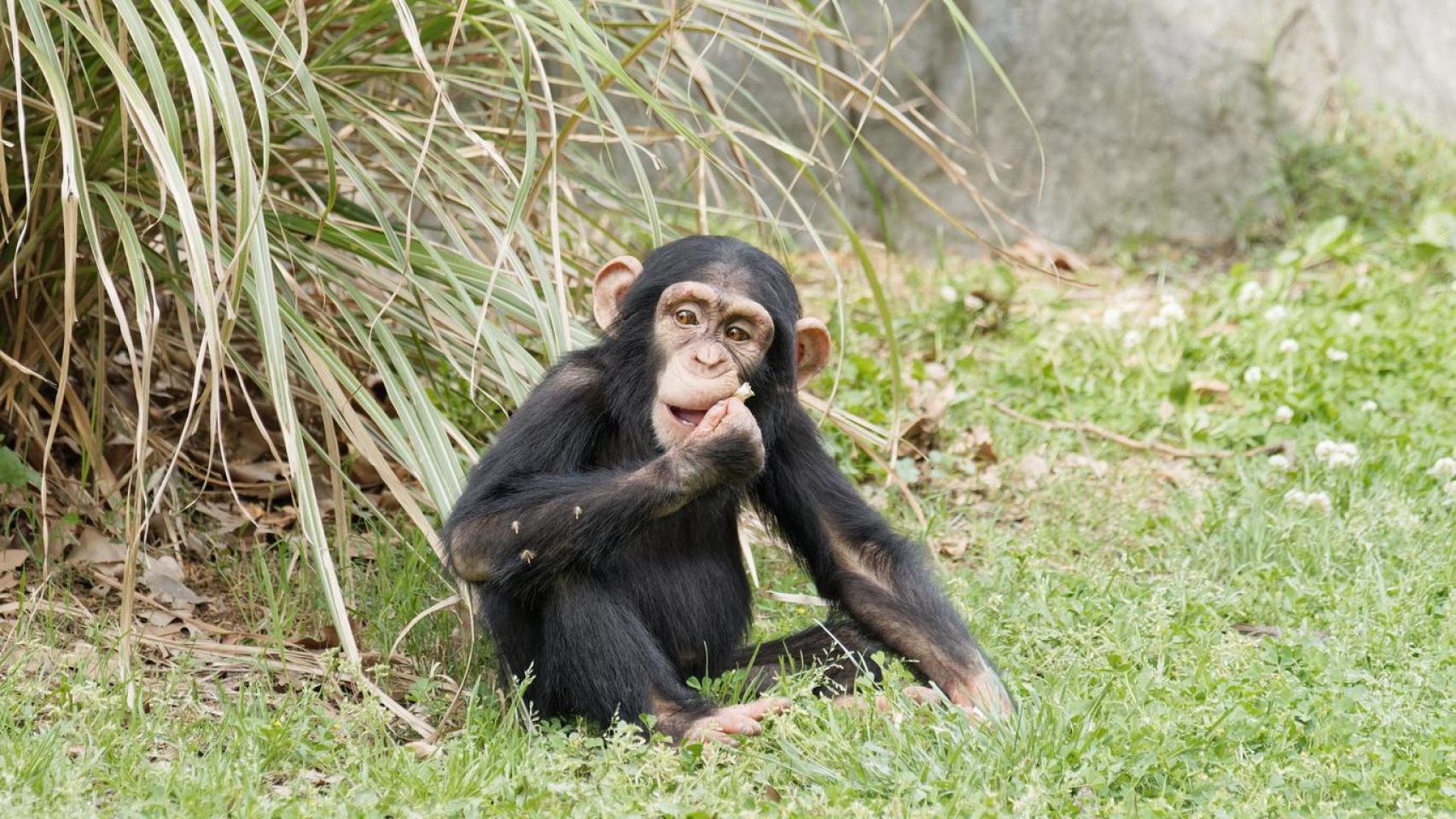 Un chimpancé bebé en un prado.