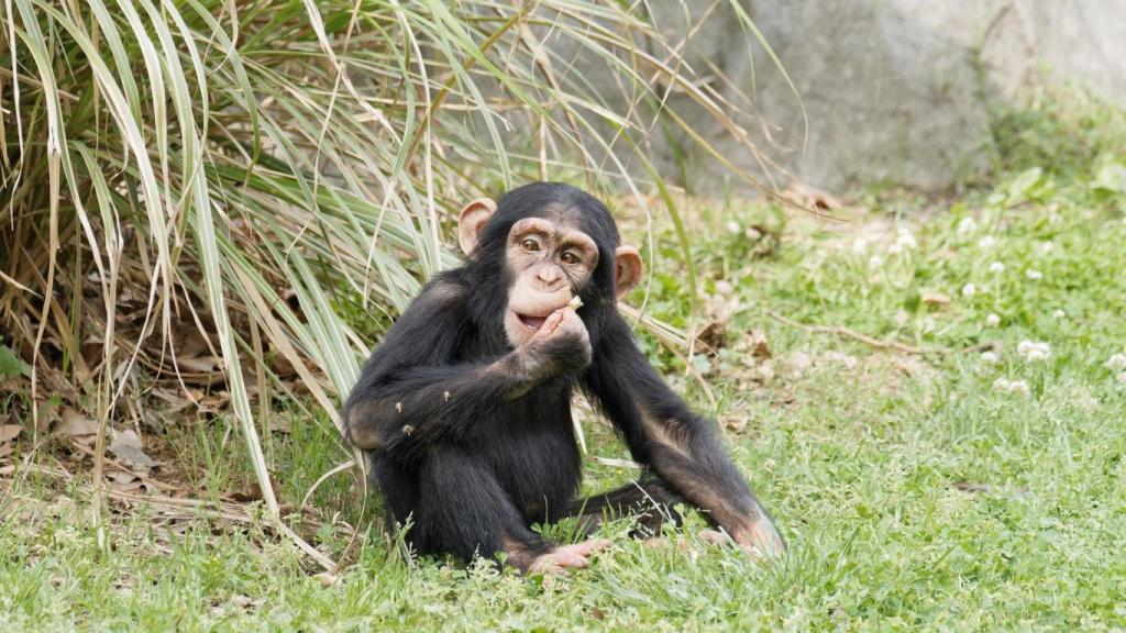 Un chimpancé bebé en un prado.