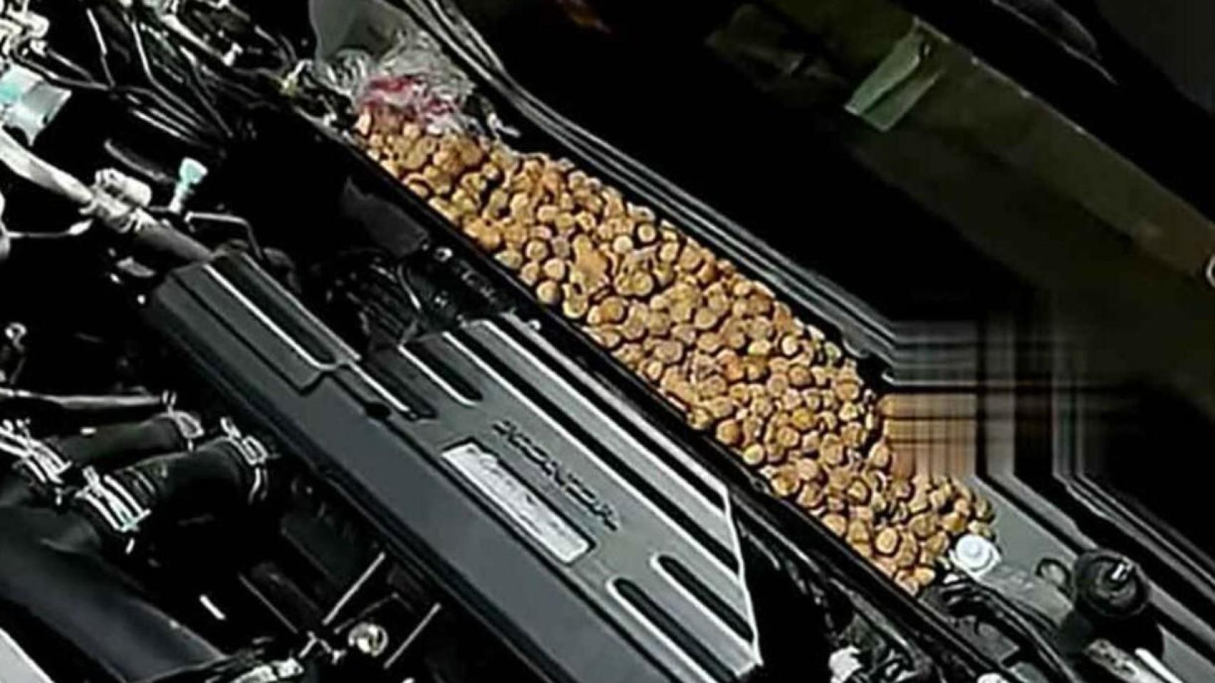 Las ratas llenaron el coche de avellanas