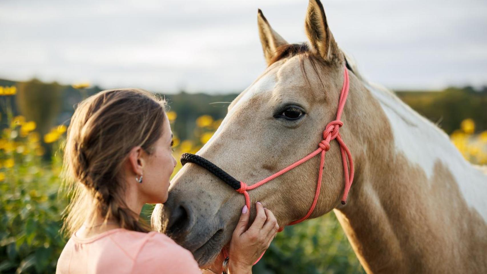 Una yegua blanca con una chica.