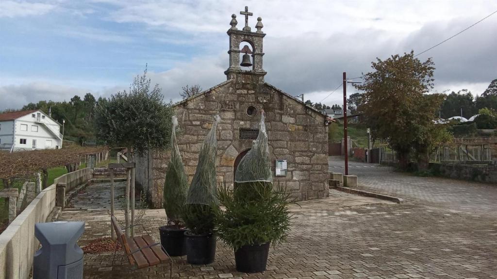 Los abetos robados en Sanxenxo.