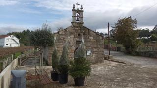 Los abetos robados en Sanxenxo.