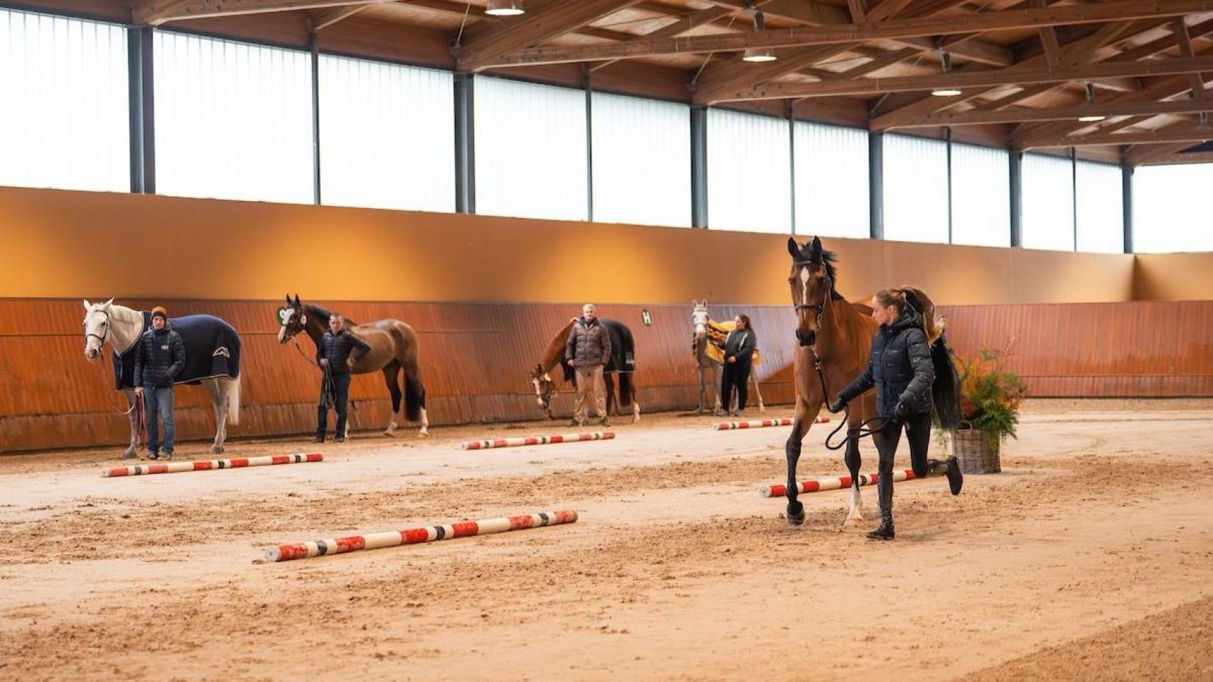 Caballos en Casas Novas.