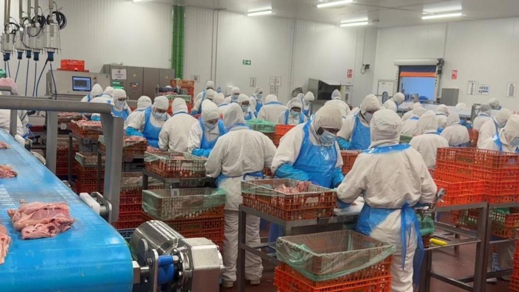 Cadena de producción de Avícola Galocha