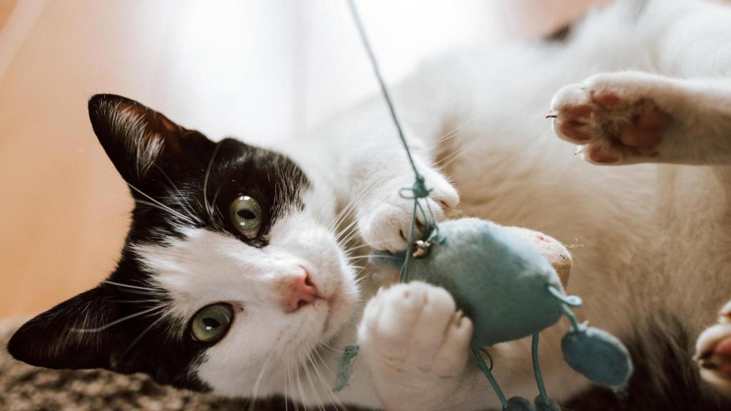 Un gato jugando en una casa.