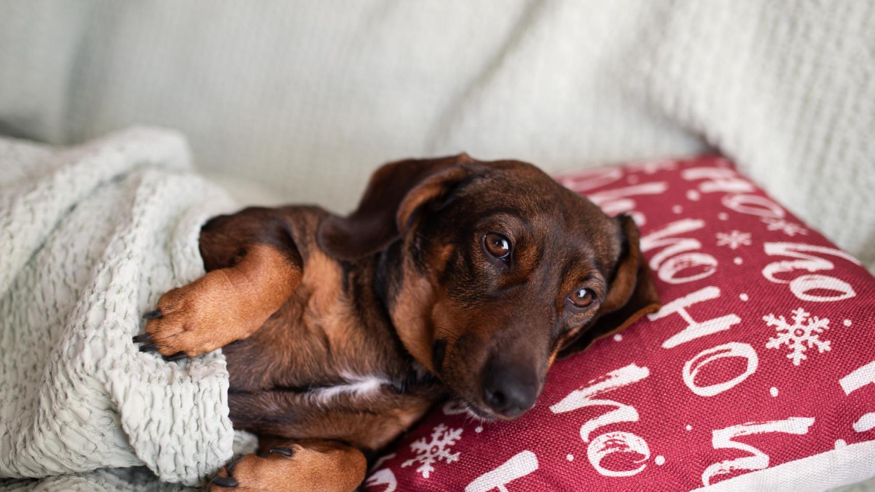 Un perro salchicha debajo de una manta.
