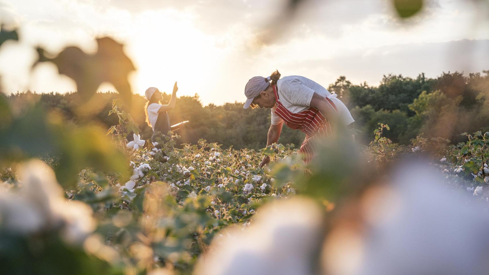 Imagen de archivo de la recogida de algodón en España.