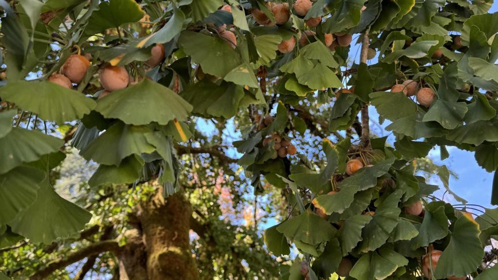 Semillas del Ginkgo biloba femenino