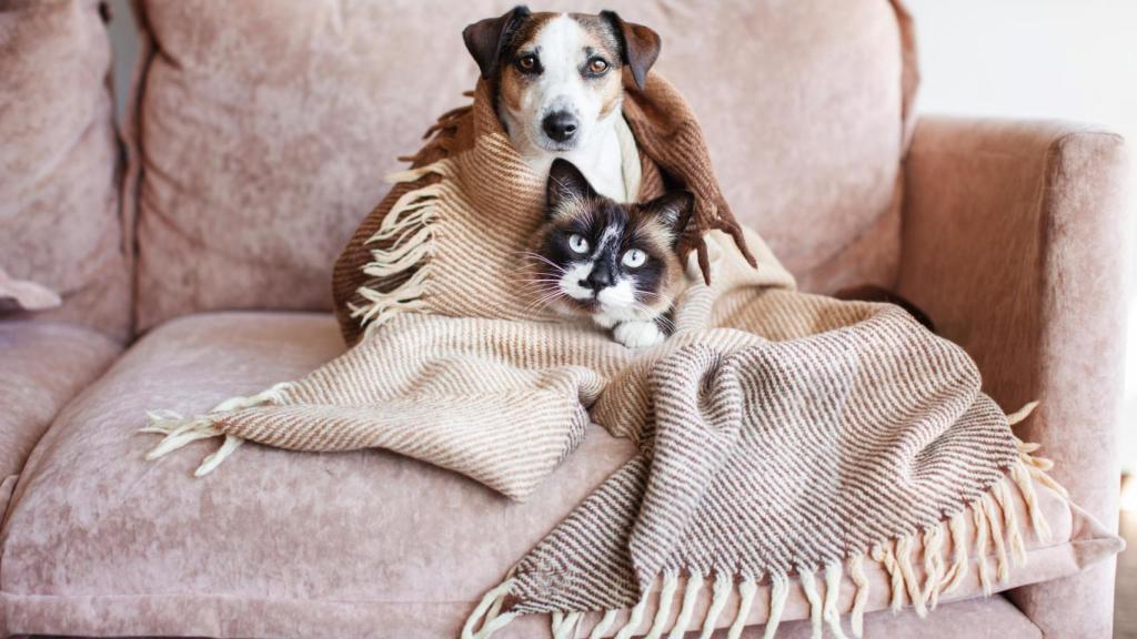 Un perro y un gato debajo de una manta.
