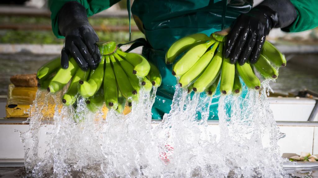 Colombia es el quinto exportador de bananas en el mundo.