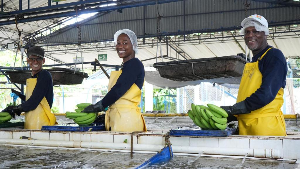 La agroindustria bananera colombiana avanza hacia la sostenibilidad, la innovación logística y el cumplimiento de las regulaciones ambientales.