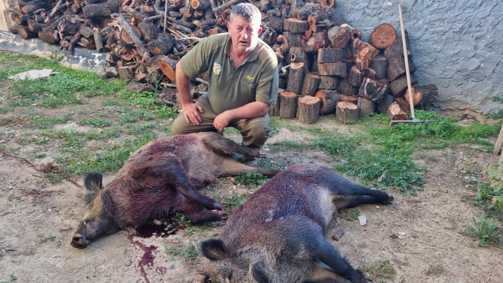 Ángel Nuño, con dos jabalíes abatidos.