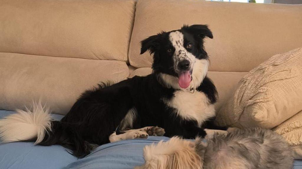 Un perro en un sofá.