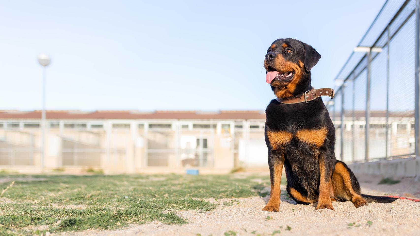 Un perrito de la protectora ANAA.