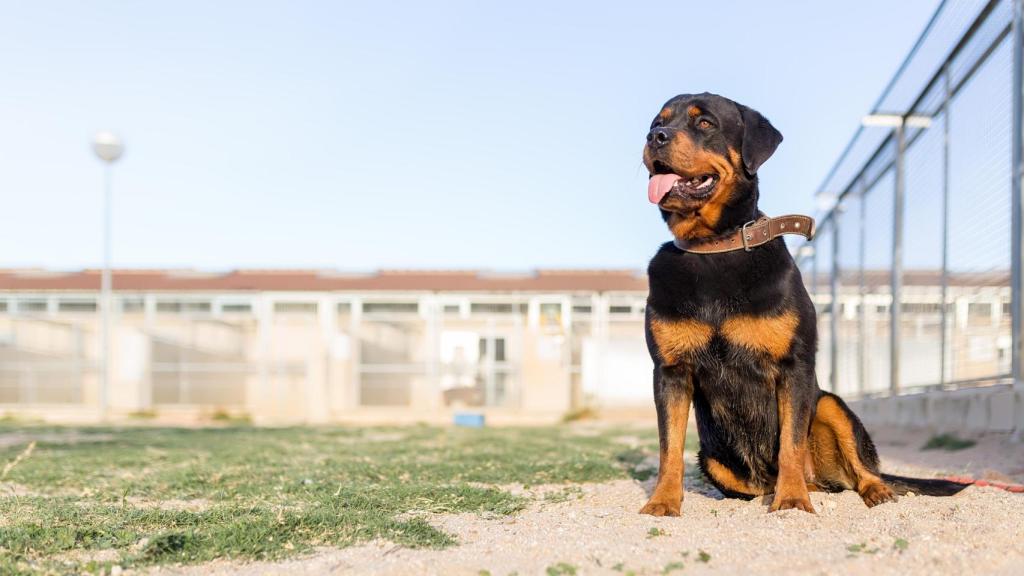 Un perrito de la protectora ANAA.