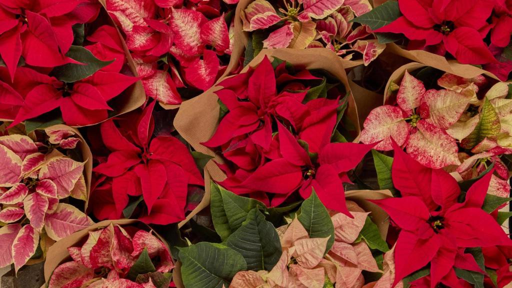 No hay Navidad sin Poinsettias.
