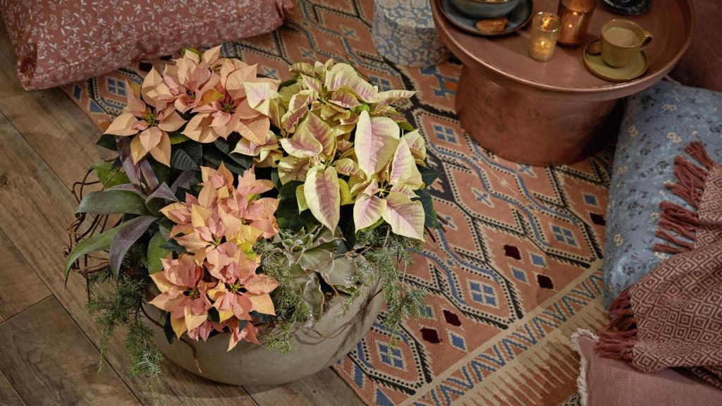 Poinsettia decorando un salón.