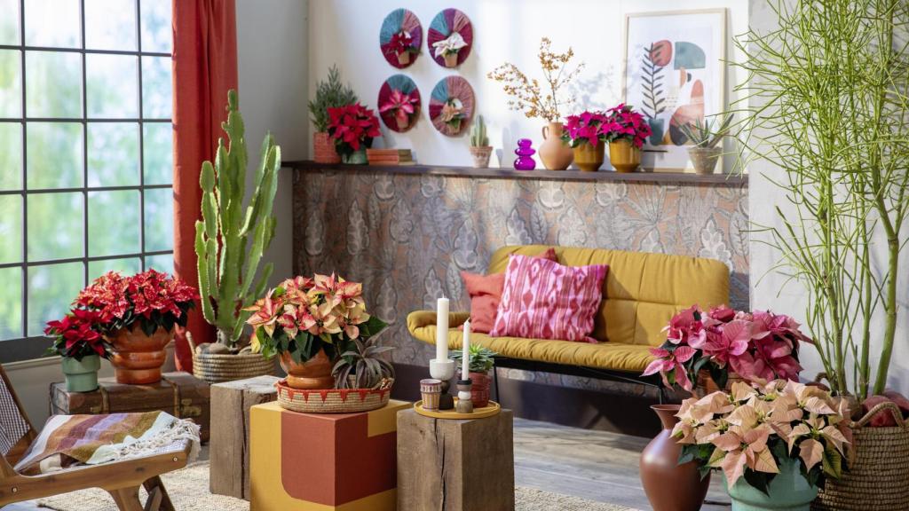 Poinsettias de todos los colores.