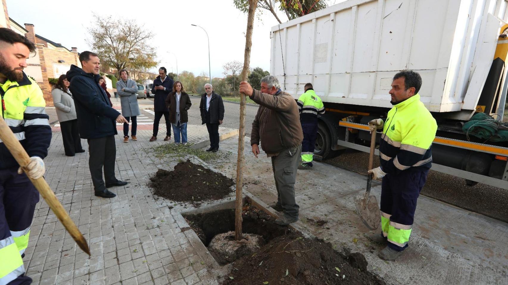 Comienzan a plantarse en Toledo los más de 2.000 árboles comprometidos, 1.200 de ellos en Safont