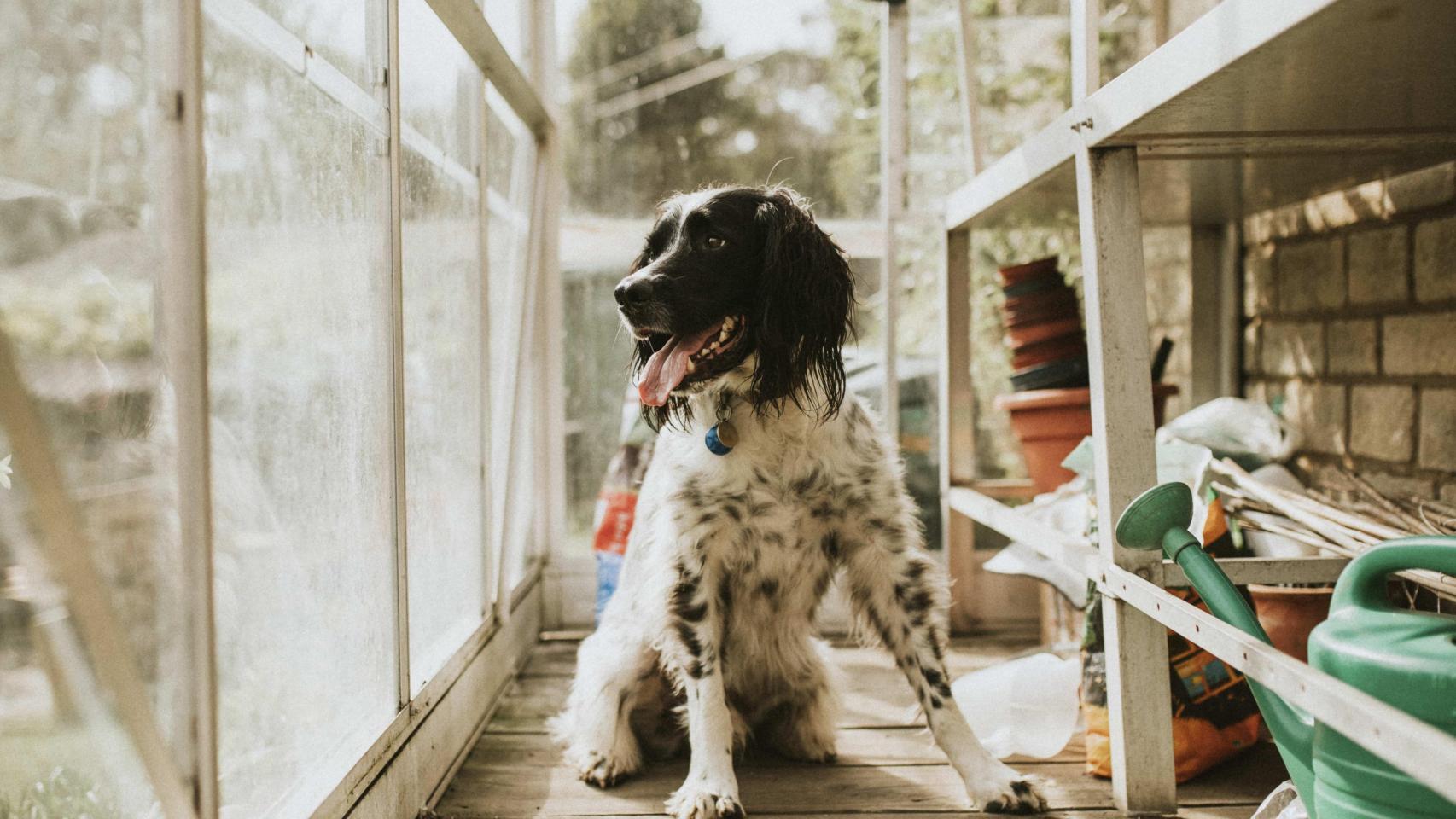 Perro en una terraza