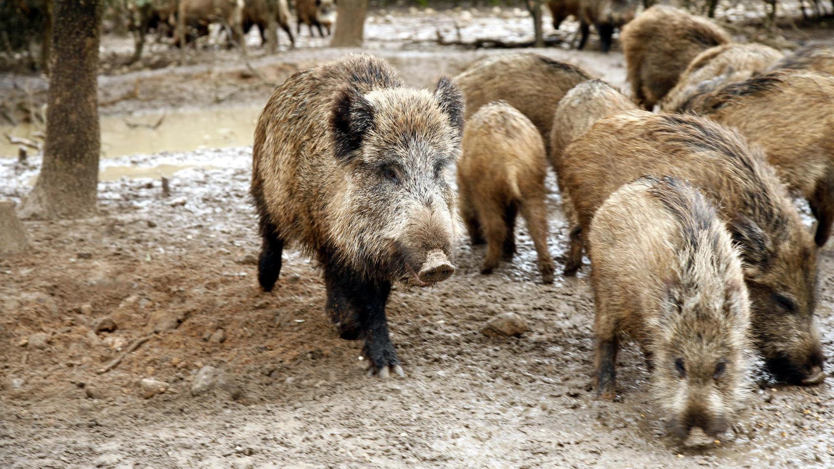 Un grupo de jabalíes en Castilla y León
