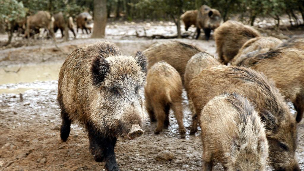 Un grupo de jabalíes en Castilla y León