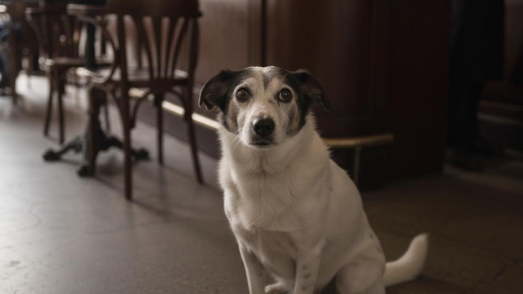 Un perro mestizo en un bar.