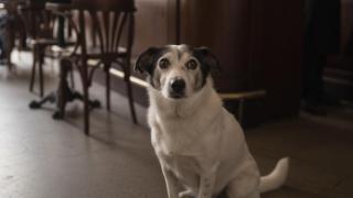 Un perro mestizo en un bar.