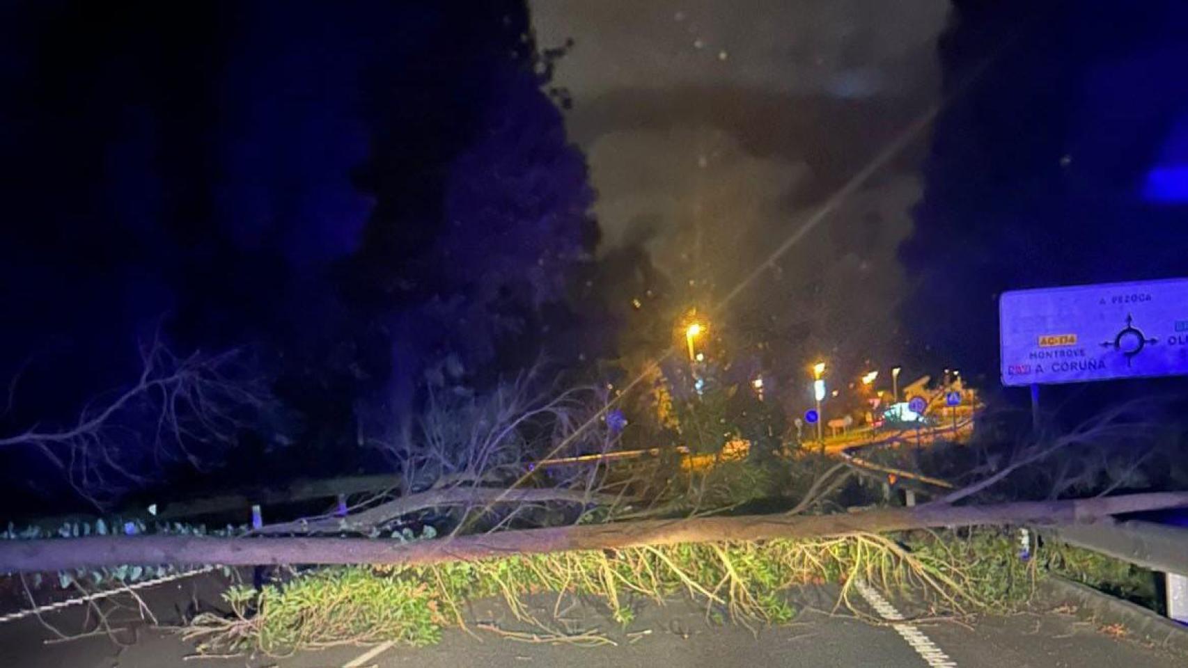 Imagen de uno de los árboles caídos.