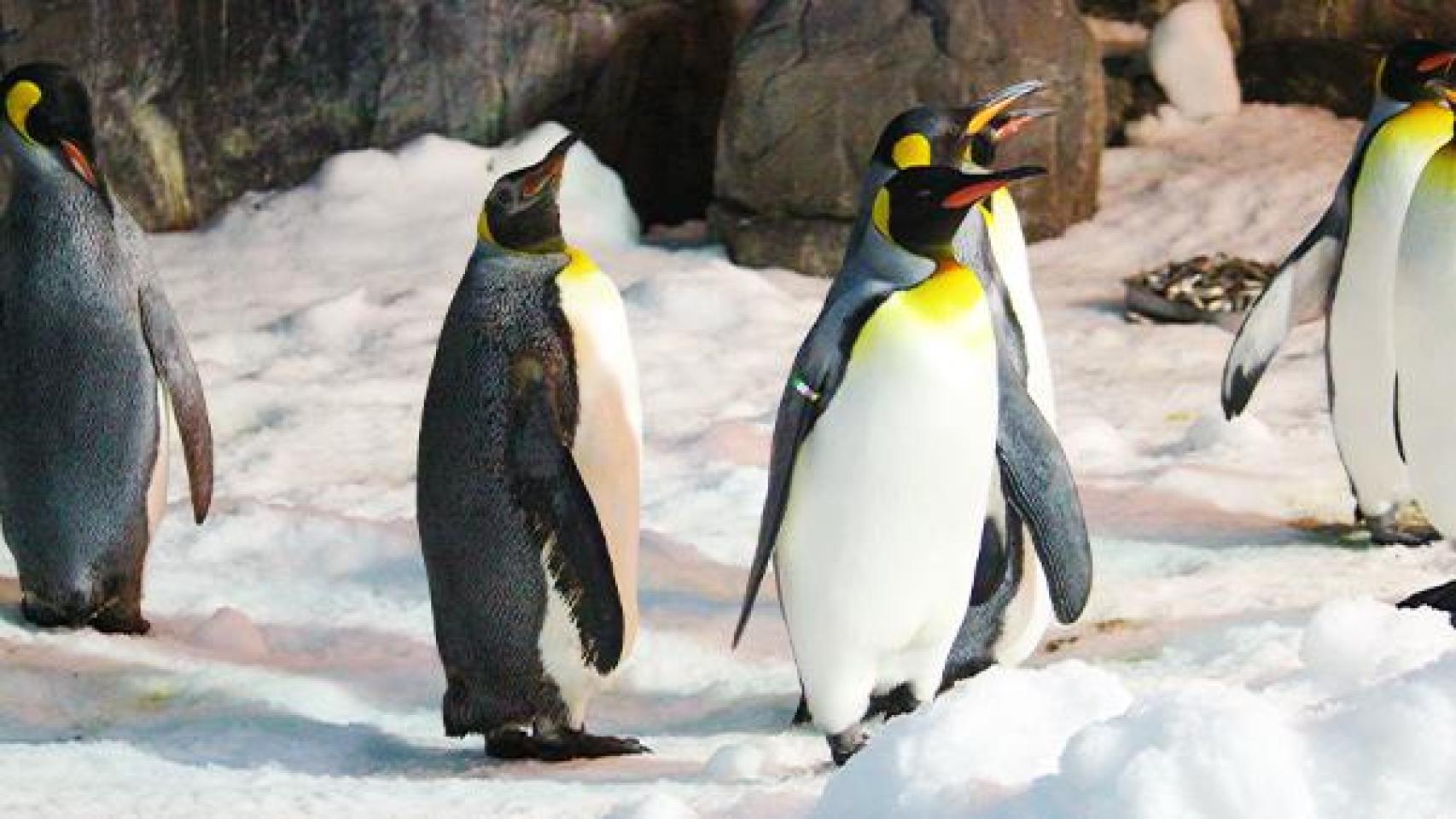 Pingüinos en Faunia (Madrid).