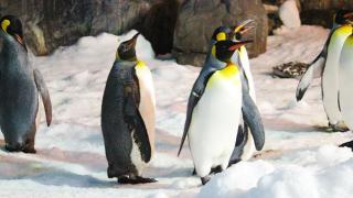 Pingüinos en Faunia (Madrid).