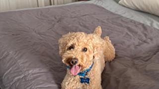 Un perro de agua encima de una cama.