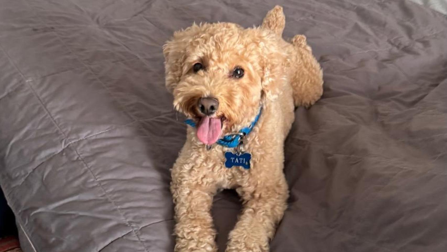 Un perro de agua encima de una cama.