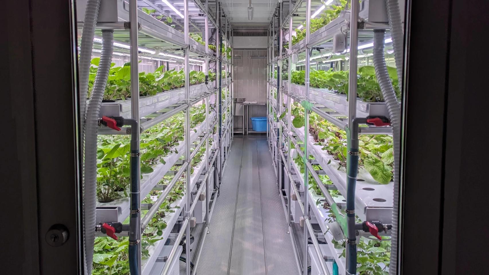 Un módulo de cultivo de wasabi