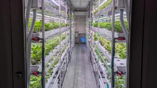 Un módulo de cultivo de wasabi