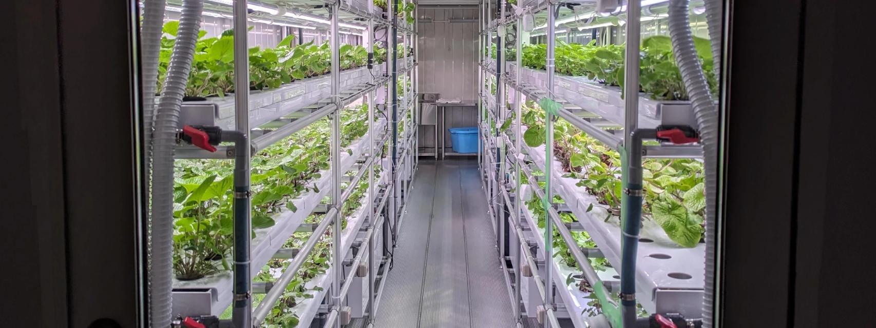 Un módulo de cultivo de wasabi