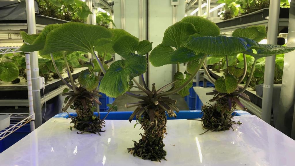 Las plantas de wasabi