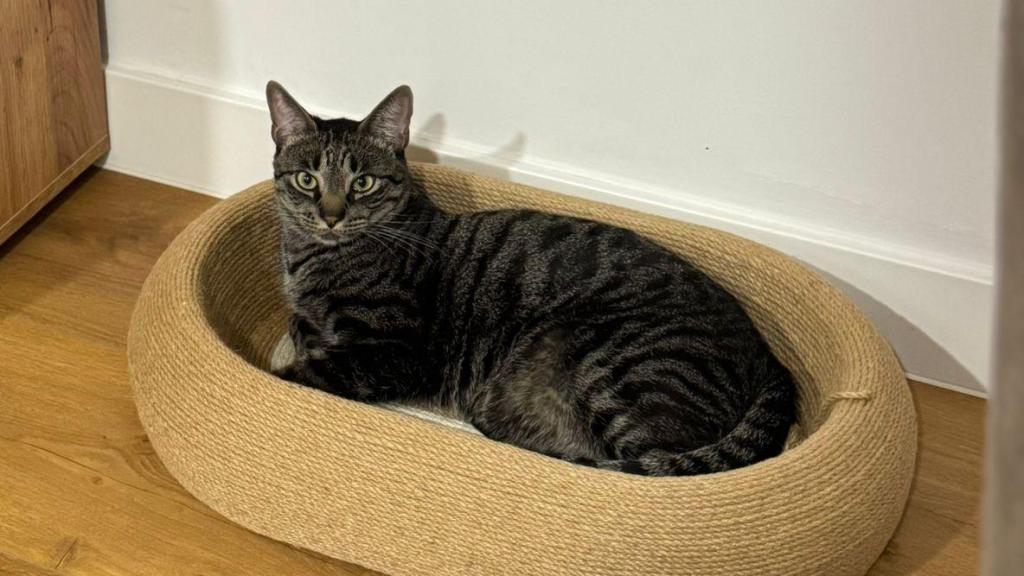 Un gato en una cesta.