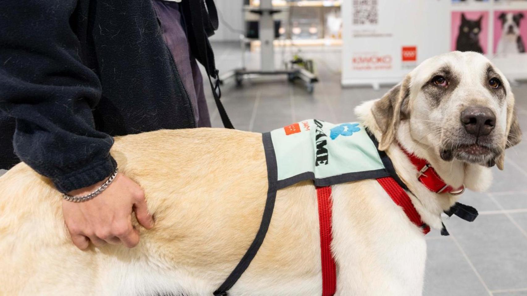 Una perrita de 1 años del centro de Kiwoko en adopción.