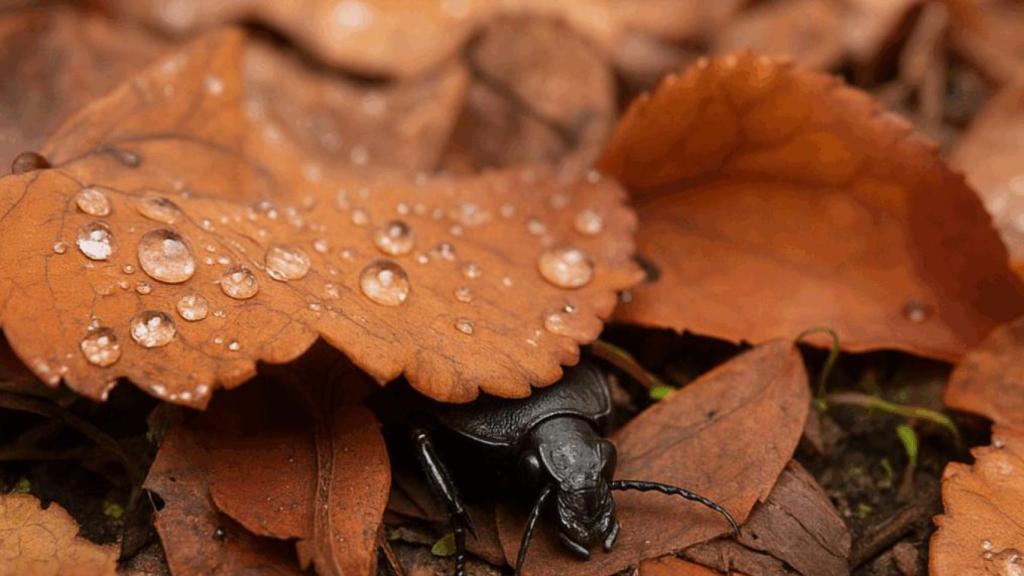 Taller: Suelos, refugios de biodiversidad en Madrid.