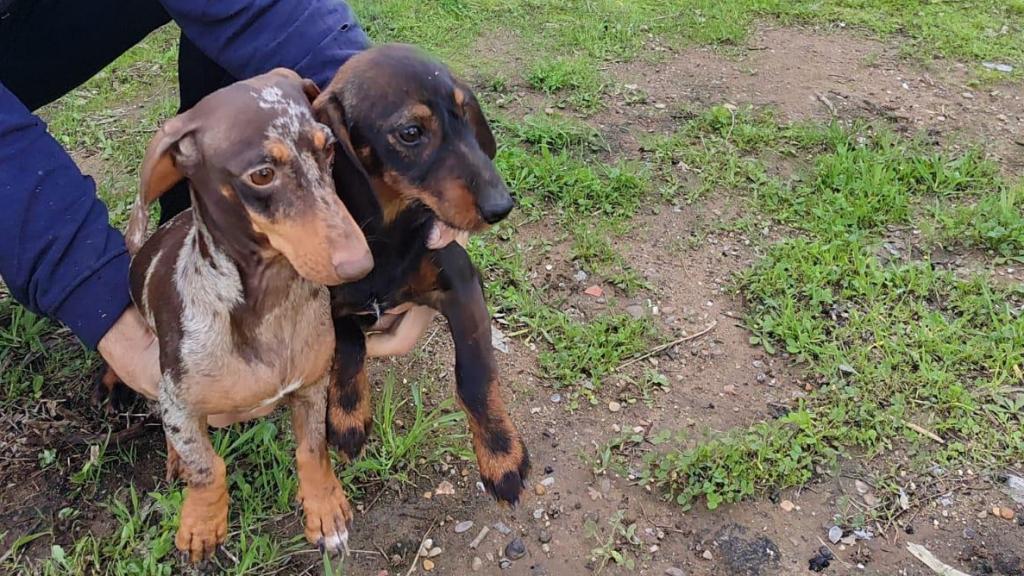 Dos de los ejemplares robados y recuperados por la Guardia Civil.