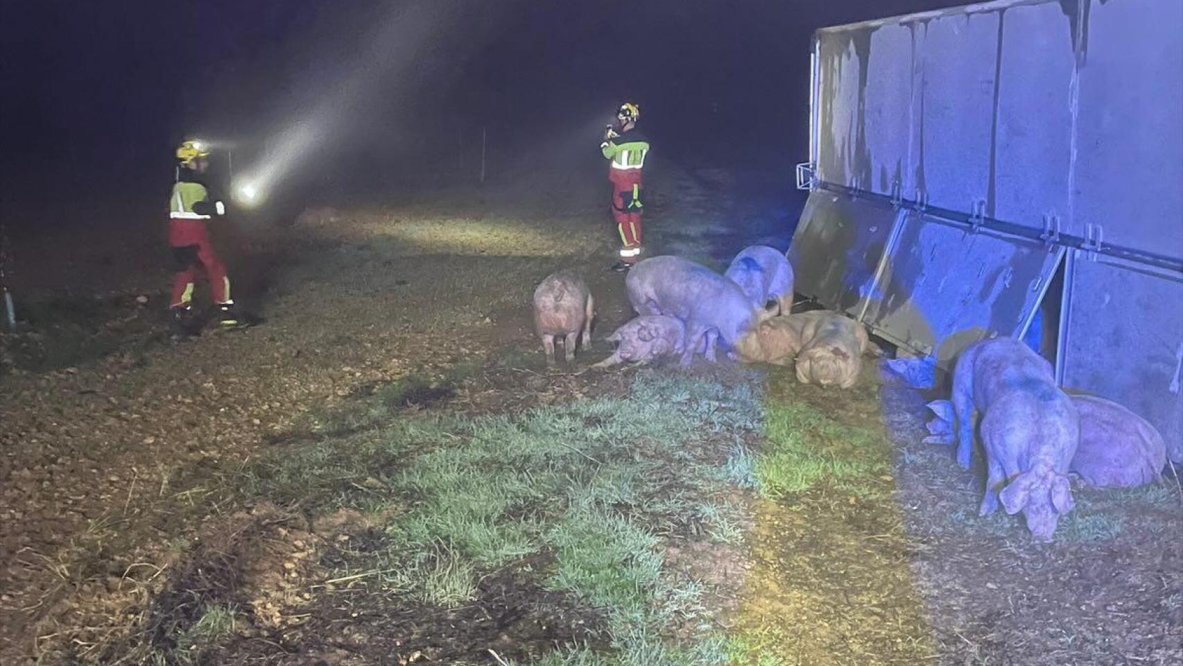 Imagen de los cerdos que han salido del remolque.