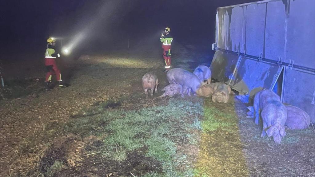 Imagen de los cerdos que han salido del remolque.