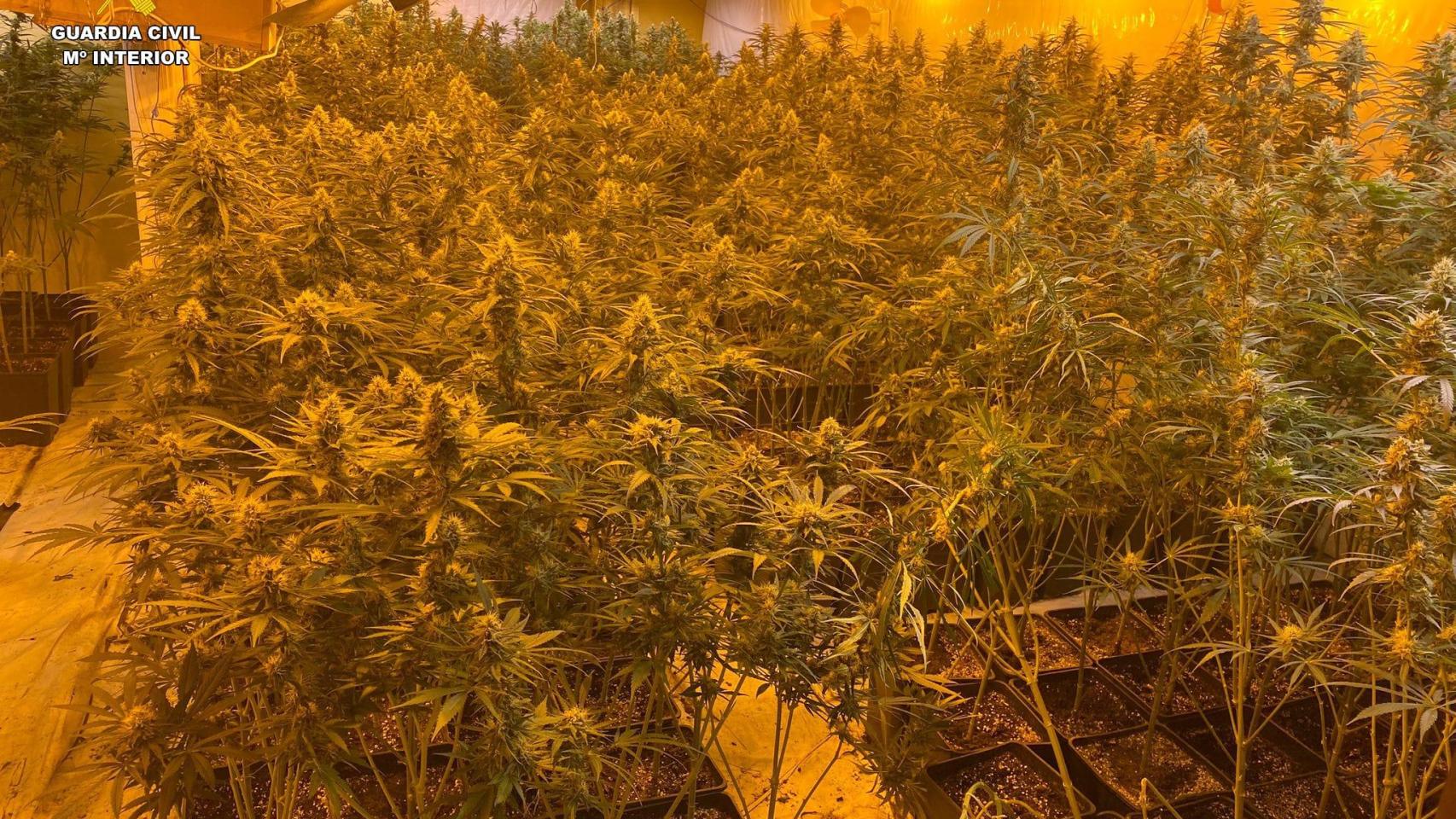 Desmantelan en Ames (A Coruña) la mayor plantación de cannabis sativa de Galicia en lo que va de año